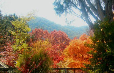 ELLENVALE HOLIDAY UNITS - Accommodation Brunswick Heads 1