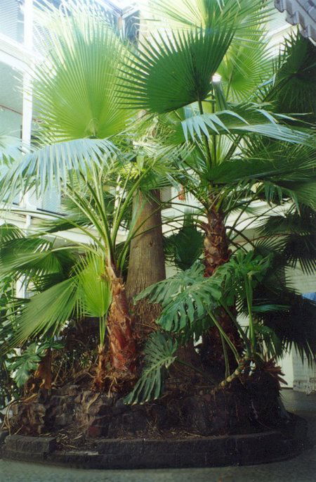 Plaza Hotel - Accommodation Brunswick Heads 2