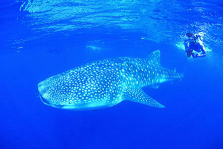 Ningaloo Reef Resort - Accommodation Brunswick Heads 1