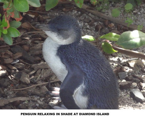 Diamond Island Resort - Accommodation Brunswick Heads 2