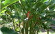 Virginia Heliconia Farm - thumb 2