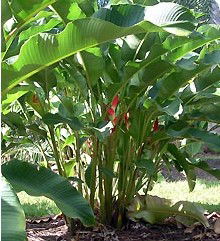 Virginia Heliconia Farm - Accommodation Brunswick Heads 2