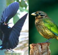 Chambers Wildlife Rainforest Lodges - Accommodation Brunswick Heads