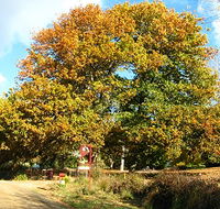 Red Rooster Host Farm - Accommodation Brunswick Heads
