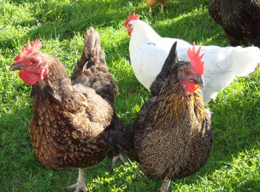 Pinners Bed And Breakfast - Accommodation Brunswick Heads 1