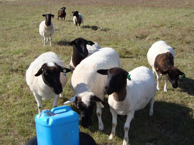 Pinners Bed And Breakfast - Accommodation Brunswick Heads 2