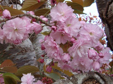 Pinners Bed And Breakfast - Accommodation Brunswick Heads 3