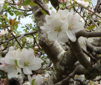 Pinners Bed And Breakfast - Accommodation Brunswick Heads 4