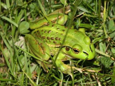 Pinners Bed And Breakfast - Accommodation Brunswick Heads 5