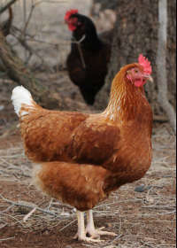 Avonmore Estate Biodynamic Winery - Accommodation Brunswick Heads 0