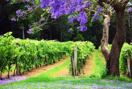 Birdwood NSW Accommodation Brunswick Heads
