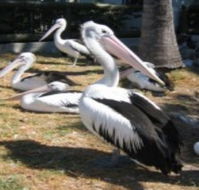Christmas Cove Caravan Park - Accommodation Brunswick Heads