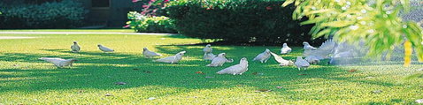 Aurora Kakadu - Accommodation Brunswick Heads 0