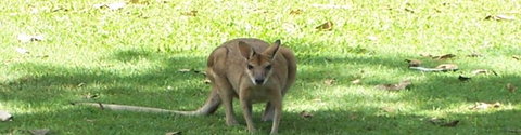 Aurora Kakadu - Accommodation Brunswick Heads 2