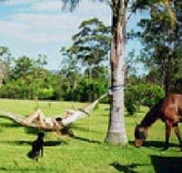 Neds Bed Horse O Tel - Accommodation Brunswick Heads