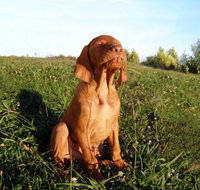 Wingham Pet Motel - Accommodation Brunswick Heads