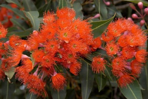 Ficifolia Lodge - Accommodation Brunswick Heads 3