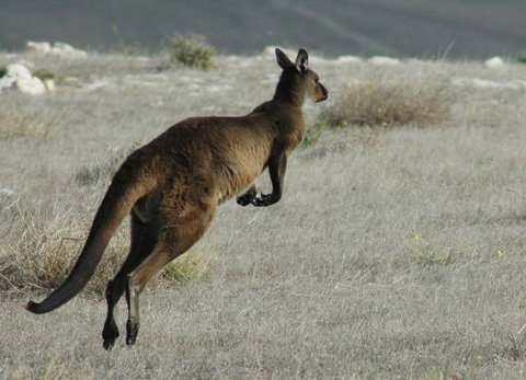 Ficifolia Lodge - Accommodation Brunswick Heads 6