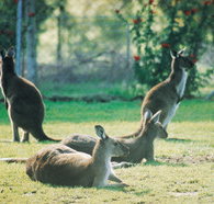 Tangkuinya - Accommodation Brunswick Heads