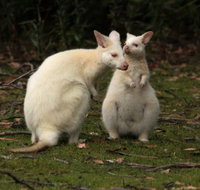 Captain Cook Holiday Park - Accommodation Brunswick Heads