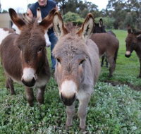 Donkey Tales Farm Cottages - Accommodation Brunswick Heads