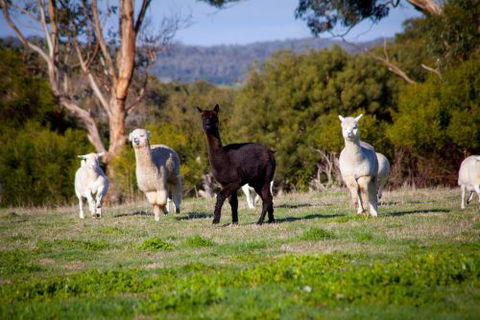 Coastal View Cabins - Accommodation Brunswick Heads 5