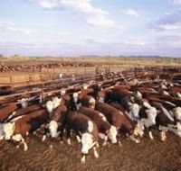 Bond Springs Outback Retreat - Accommodation Brunswick Heads