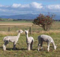 Promhills Cabins - Accommodation Brunswick Heads