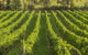 Balgownie Estate Vineyard & Spa - thumb 4