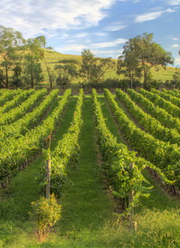 Balgownie Estate Vineyard & Spa - Accommodation Brunswick Heads 4
