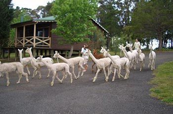 Madison's Mountain Retreat - Accommodation Brunswick Heads 6
