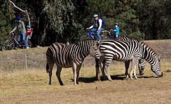 Zoofari Lodge, Taronga Western Plains Zoo - Accommodation Brunswick Heads 8
