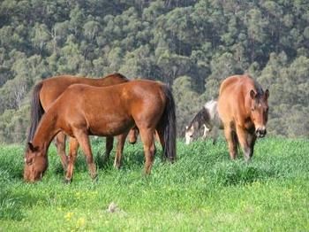 Hill Top Country Guest House - Accommodation Brunswick Heads 2