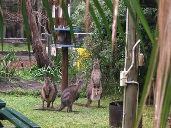 Jervis Bay Cabins - Accommodation Brunswick Heads 6