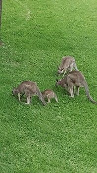 Villa Christian At Cypress Lakes Resort - Accommodation Brunswick Heads 53