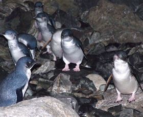 A Portside Experience - King Island - Accommodation Brunswick Heads 4