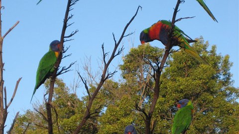 Captains Lodge International - Accommodation Brunswick Heads 2