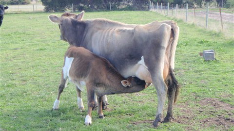 Animal Land - Accommodation Brunswick Heads 0