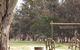 Mildura Golf Resort - thumb 5