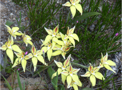 Chuckem Farmstay And Bed & Breakfast - Accommodation Brunswick Heads 2