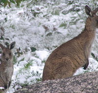 Barokee campground - Accommodation Brunswick Heads