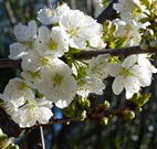 Coolah Caravan Park - Accommodation Brunswick Heads