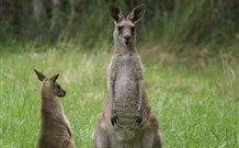 Michael's Clarence Valley Retreat - Accommodation Brunswick Heads 7