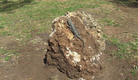 Washpools Campground - Accommodation Brunswick Heads 1