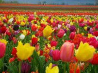 Golfview Lodge - Accommodation Brunswick Heads 0