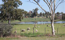 Yamba Farmstay - Accommodation Brunswick Heads 5