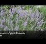 Lavender Majestic - Accommodation Brunswick Heads