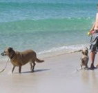 A Paradise Bungalow Waterfront - Accommodation Brunswick Heads