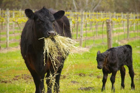 Naimanya Cottage - Accommodation Brunswick Heads 5