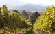 Pizzini's Vineyard Guesthouse - thumb 6